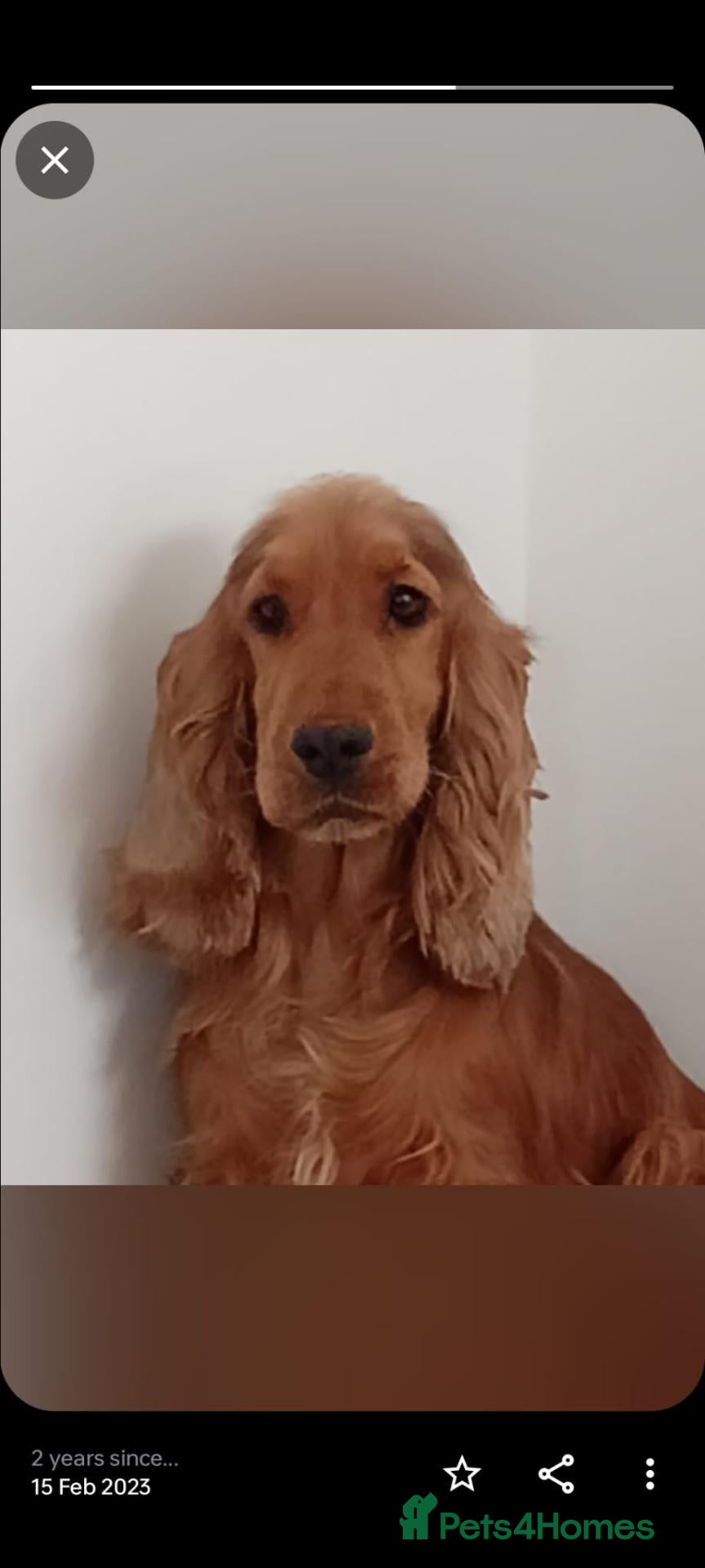Cocker Spaniel dogs Adult bitch, Show Type Cocker spaniel  - Advert 5