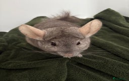 Chinchilla rodents for sale: 2 bonded male chinchillas - Image 5