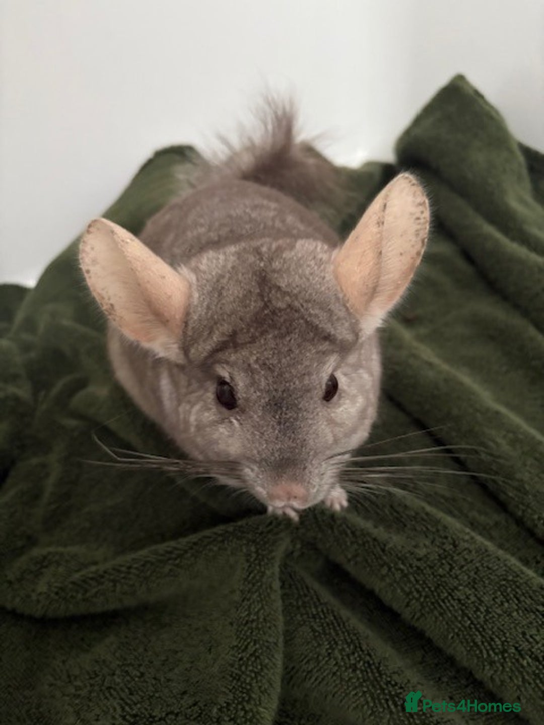 Chinchilla rodents for sale: 2 bonded male chinchillas - Image 5