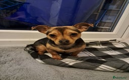 Mixed Breed dogs for sale: Jack Russell cross Dachshund - Advert 5