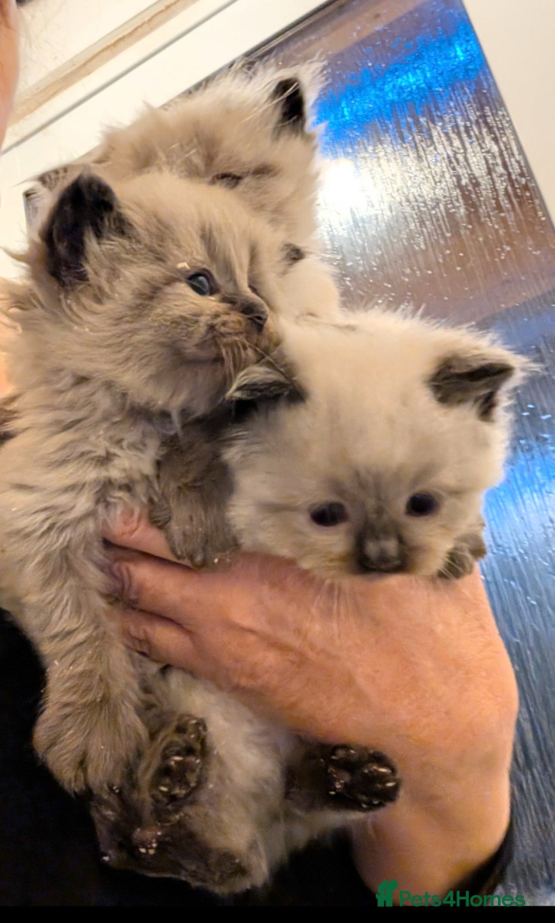 Ragdoll cats for sale: Ragdoll kittens - Advert 6