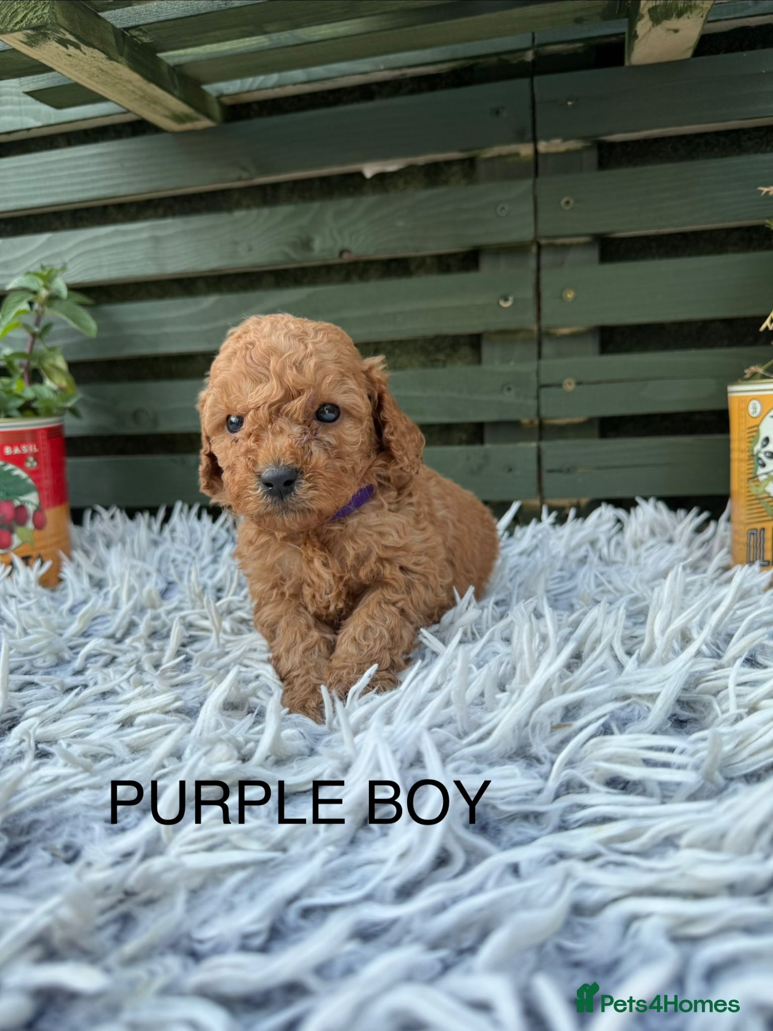 Cockapoo dogs F1b Cockapoos - Advert 1