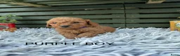 Cockapoo dogs for sale: F1b Cockapoos - Advert 1
