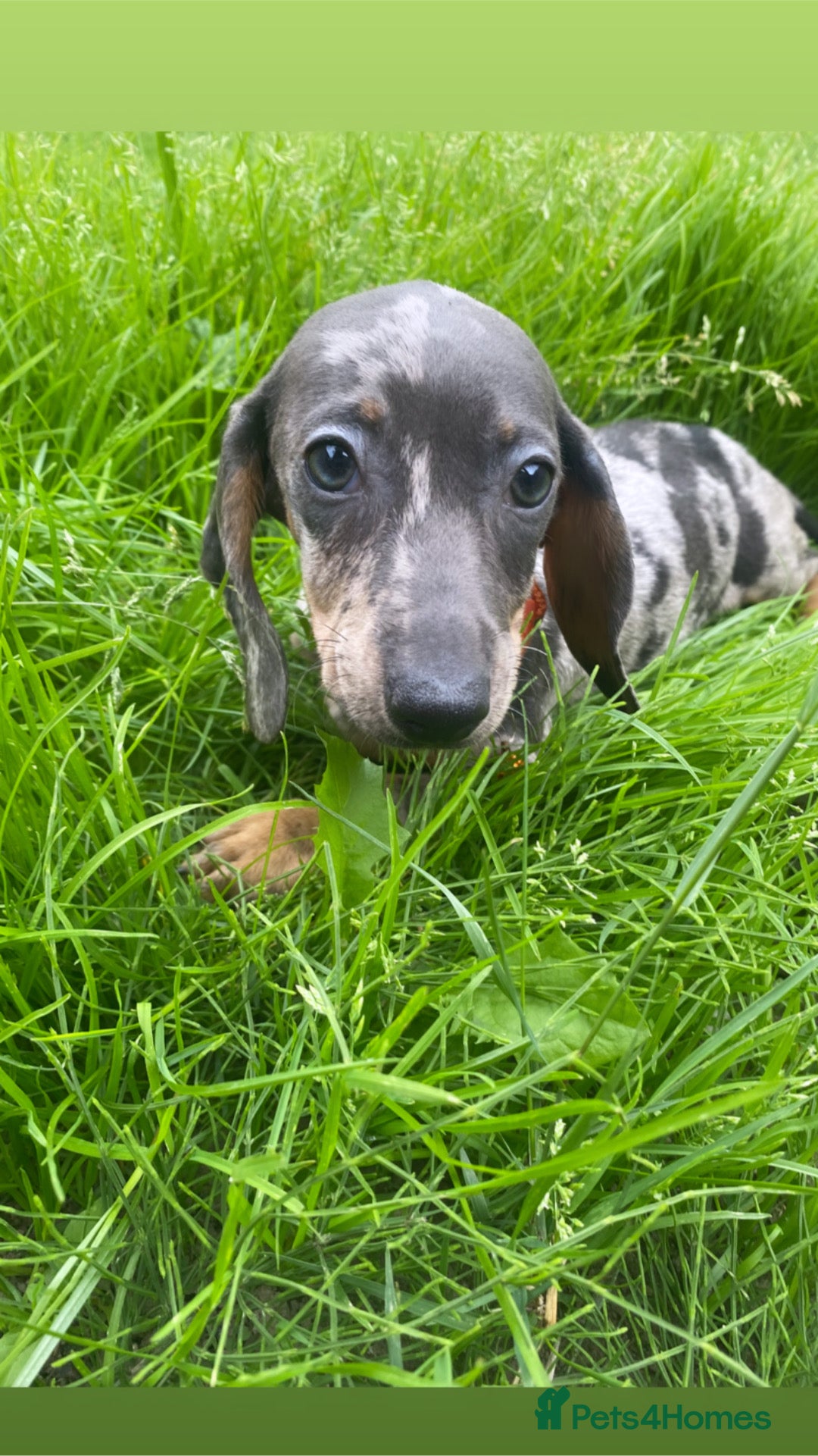 Miniature Dachshund dogs for sale: ONE GIRL LEFT! Gorgeous miniature dachshunds  - Image 2