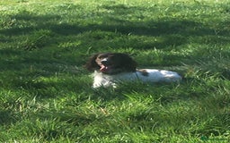 English Springer Spaniel dogs for sale: Springer Spaniel Male for sale - Image 3