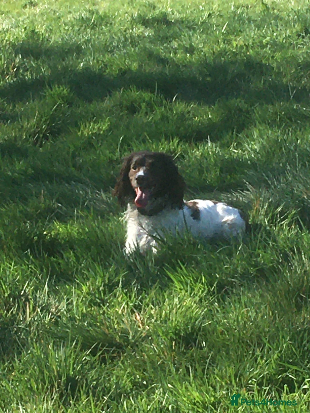 English Springer Spaniel dogs for sale: Springer Spaniel Male for sale - Image 3