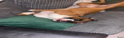 Boxer dogs for stud: 🐾 STUD DOG AVAILABLE 🐾 - Advert 5