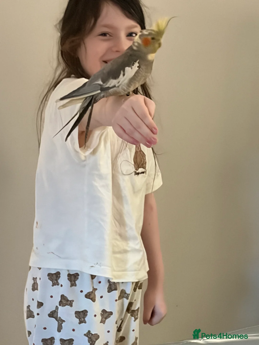 Cockatiels birds for sale: Silly Hand tame  - Advert 5