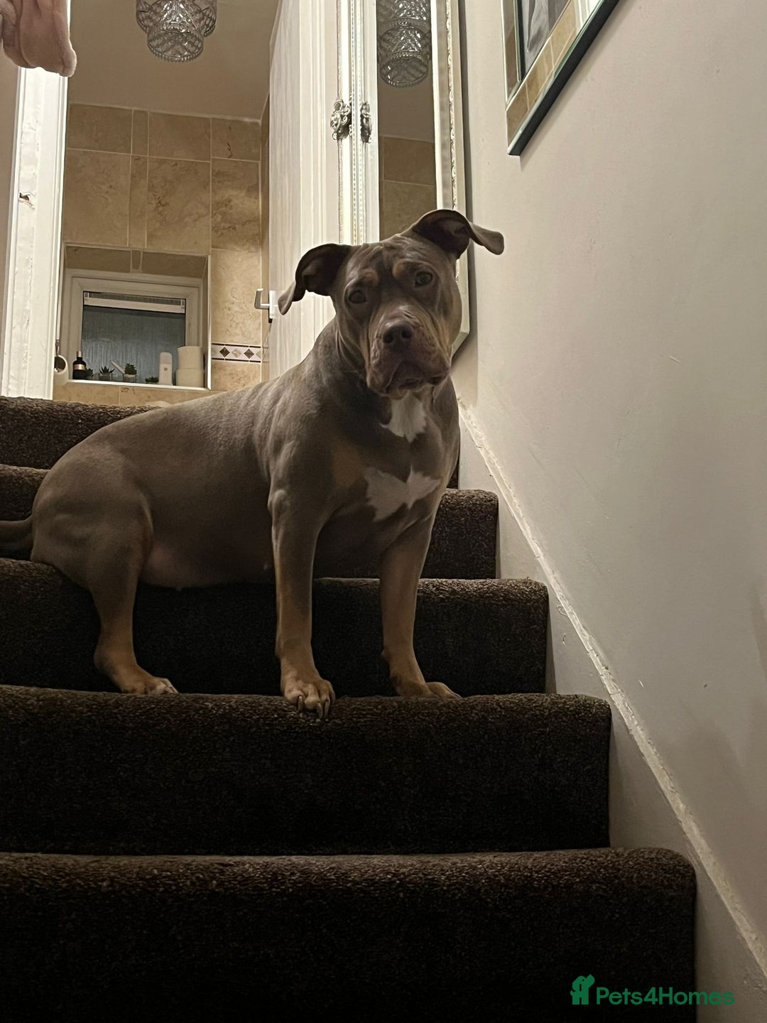 Mixed Breed dogs for sale: Adorable pupies waitinh for a new home - Advert 1