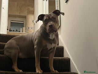 Mixed Breed dogs Adorable pupies waitinh for a new home - Advert 3