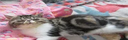 Exotic cats for sale: Super sweet Exotic female kitten READY NOW - Advert 4