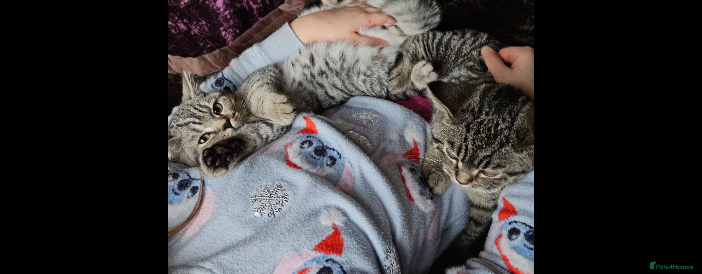 British Shorthair cats GCCF Silver Spotted Tabby British Shorthair Kitten - Advert 5