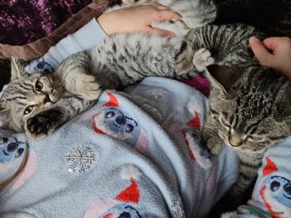 British Shorthair cats GCCF Silver Spotted Tabby British Shorthair Kitten - Advert 16