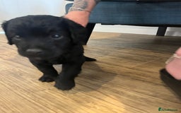 Cavapoo dogs for sale: ONLY our clever little Ricki left!  - Image 17