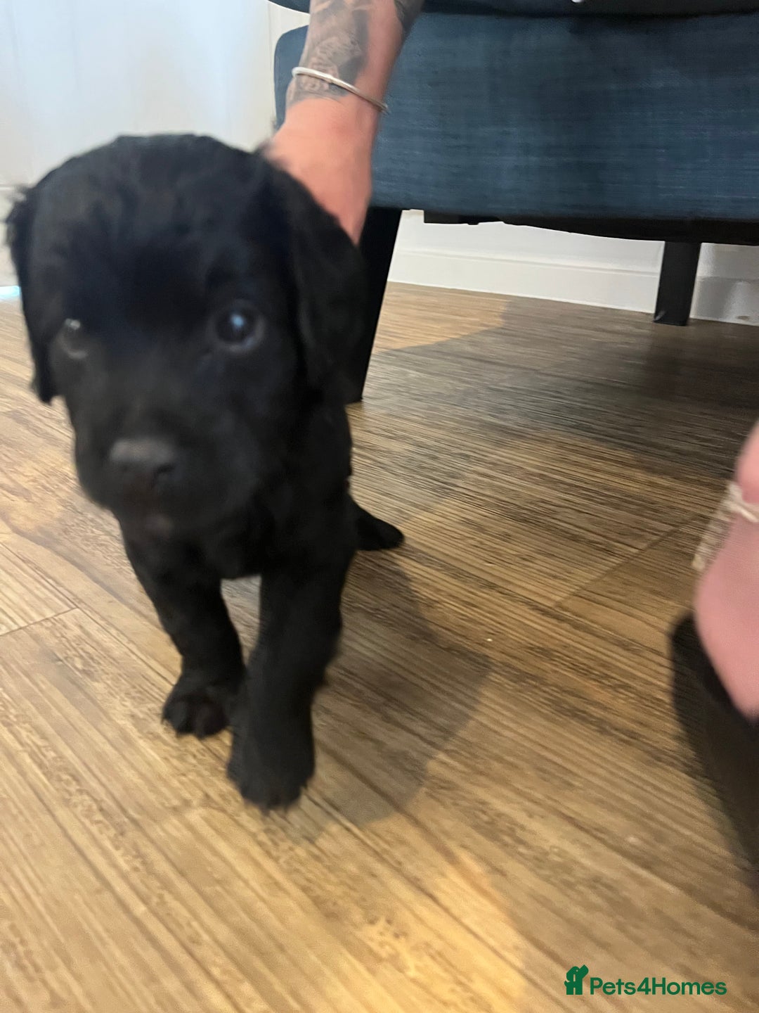 Cavapoo dogs for sale: ONLY our clever little Ricki left!  - Image 17