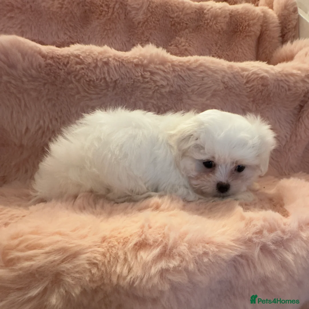 Maltese dogs for sale: Korean Maltese puppy’s available  - Advert 11