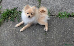 Pomeranian dogs for sale: Pomeranian 6 months old cute puppy  - Image 1