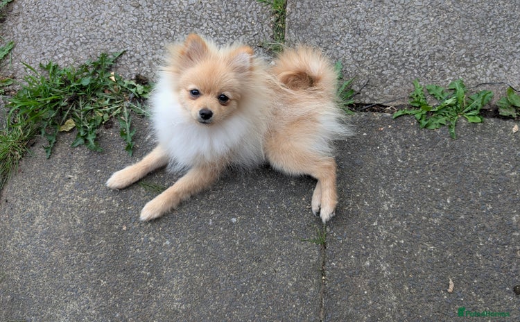 Pomeranian dogs - Advert 1