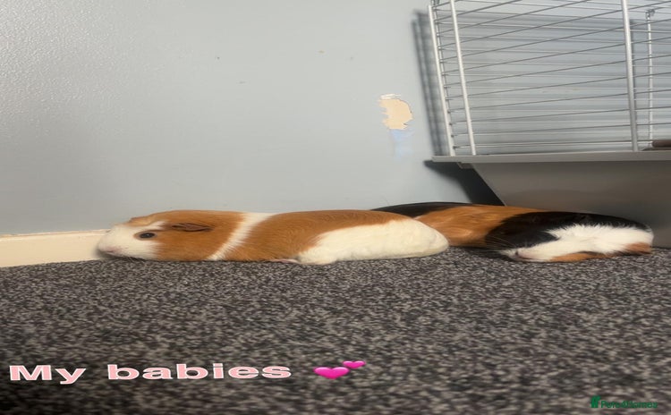 Guinea Pig rodents - Advert 2