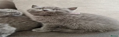 British Shorthair Kitten 4