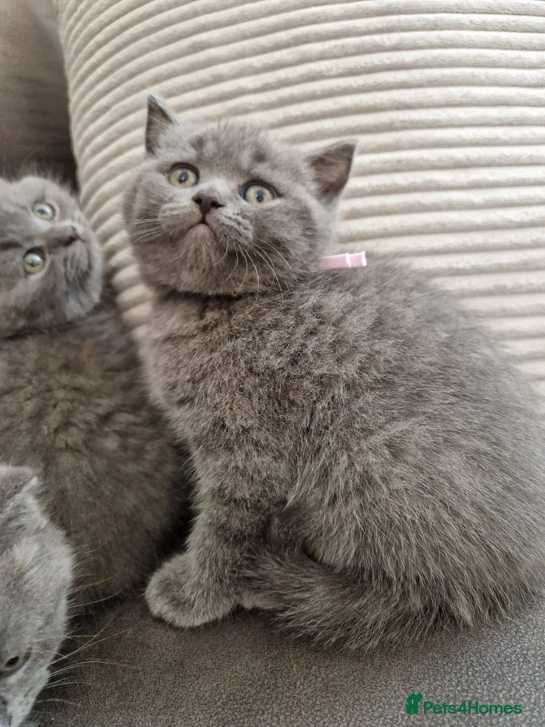 British Shorthair cats for sale: British shorthair blue BSH kittens - Advert 2