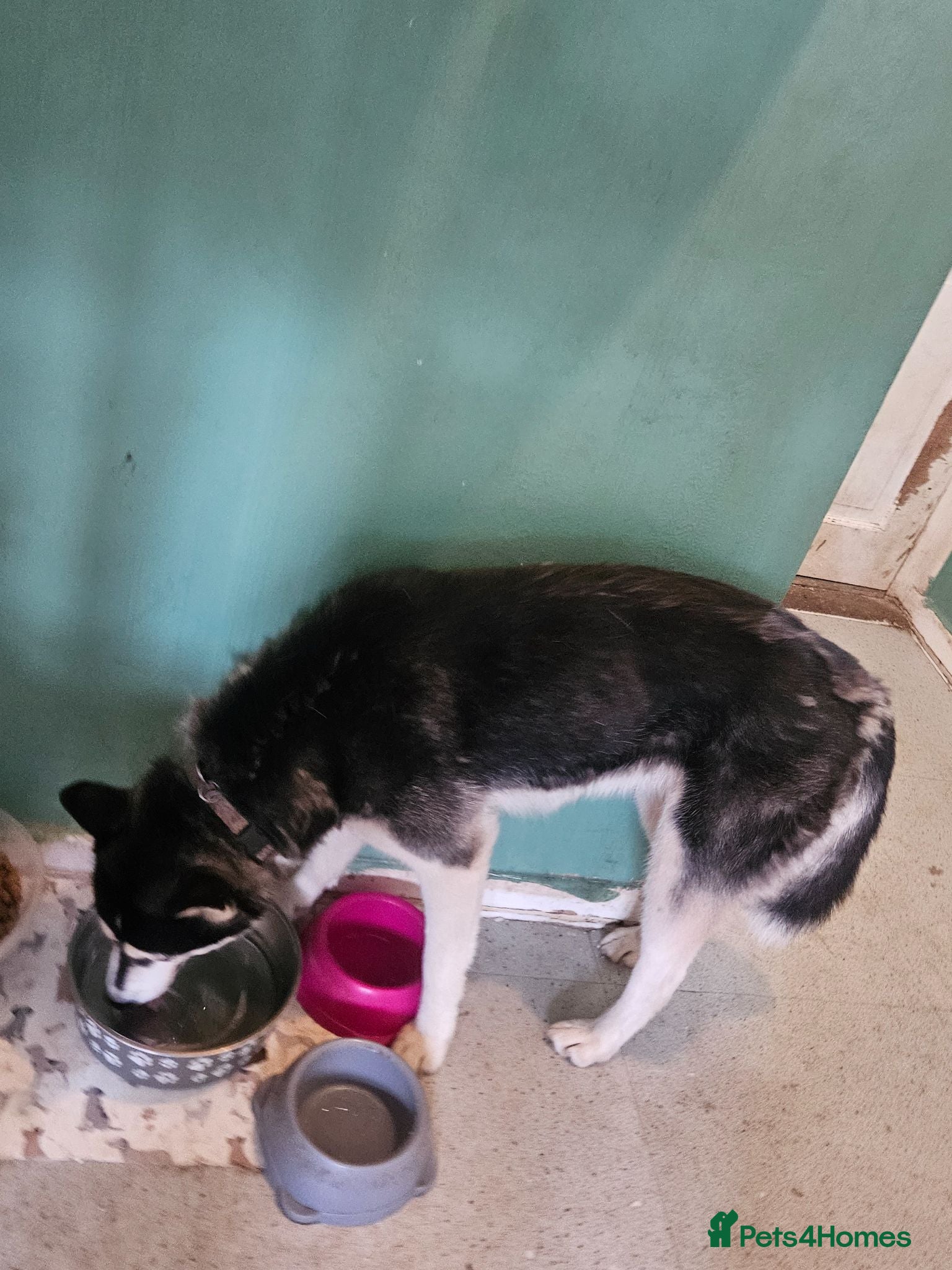 Siberian Husky dogs Husky over 1 year - Advert 2