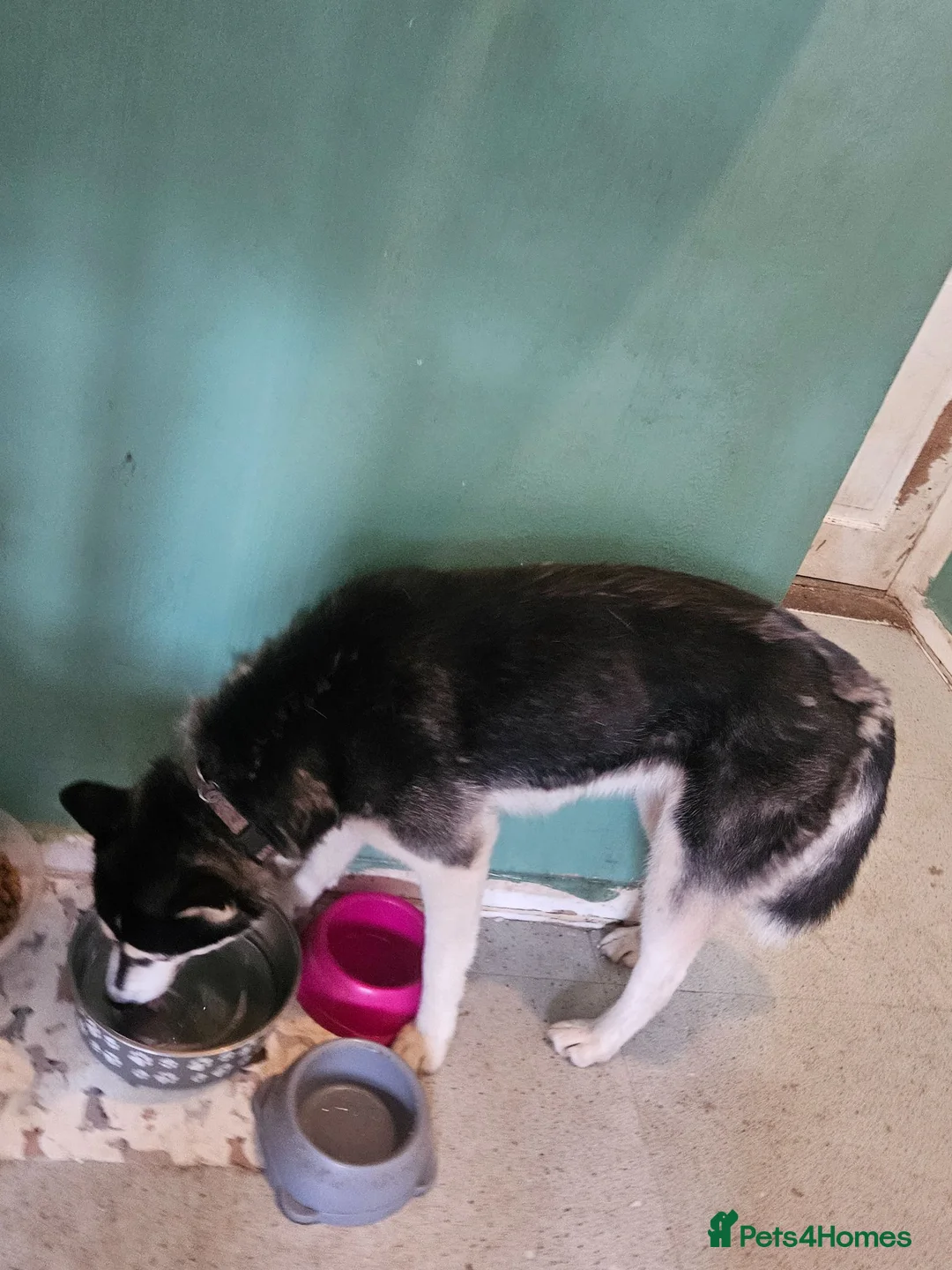 Siberian Husky dogs for sale: Husky over 1 year - Advert 1