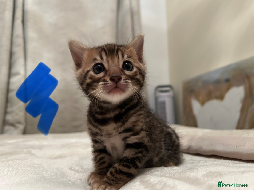 Bengal cats for sale: ❤️ Stunning Bengal Kittens for Reservation ❤️ - Advert 17