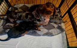Miniature Dachshund dogs for sale: Quality miniature daschund  - Image 5