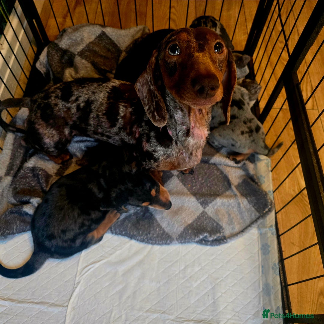 Miniature Dachshund dogs for sale: Quality miniature daschund  - Image 5