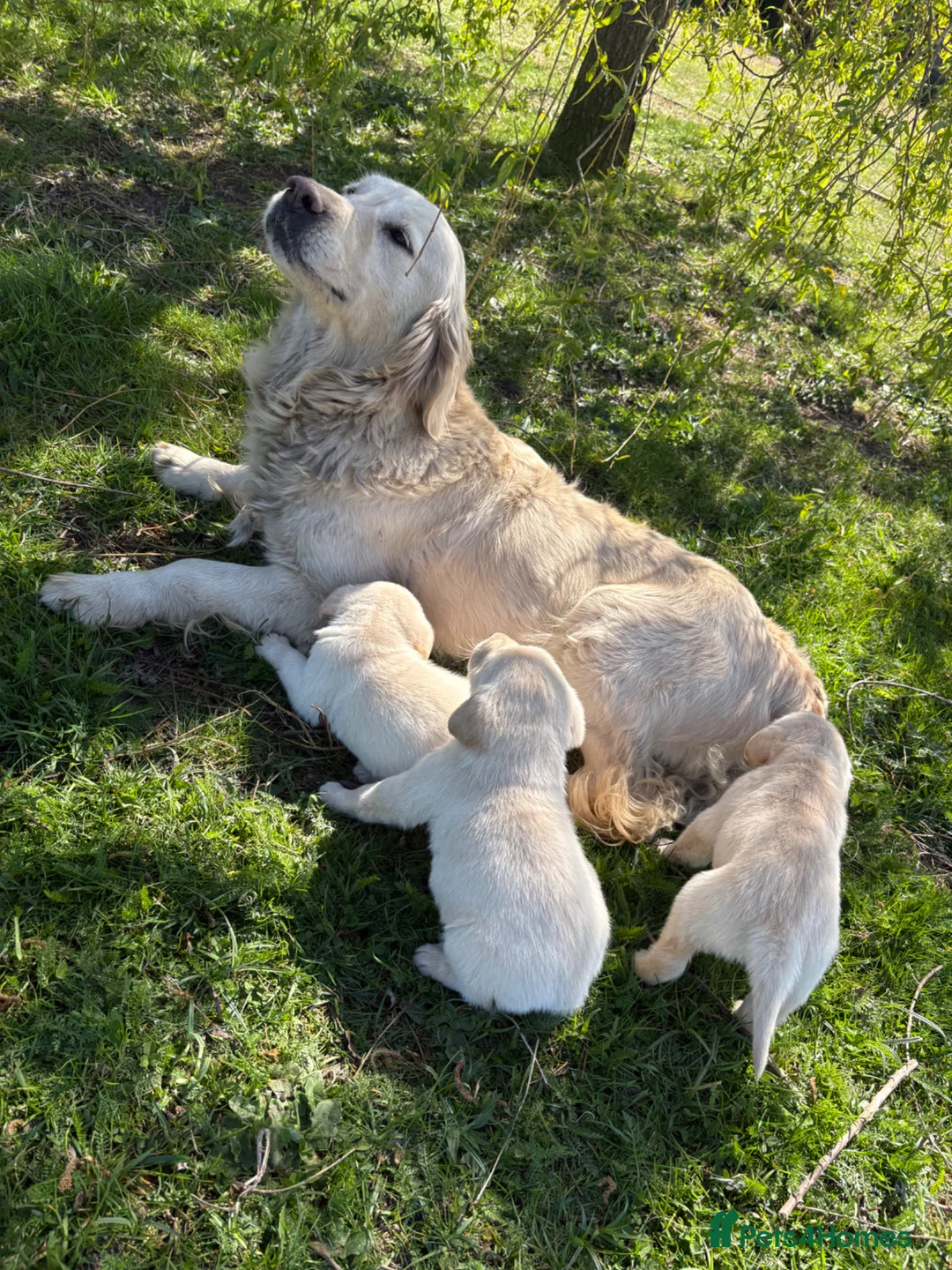 Goldador dogs for sale: Goldador Puppies  in Bordon - Advert 2