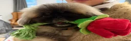 Pekingese dogs for sale: Kc sable Blk mask Pekingnese Russian lines - Advert 7