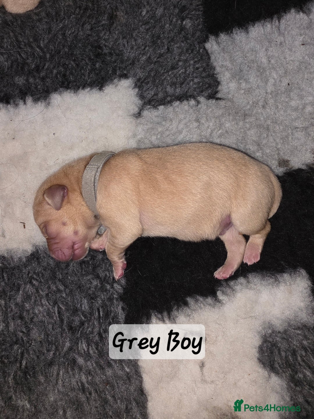 Labrador Retriever dogs for sale: Gorgeous Labrador puppies - Advert 19