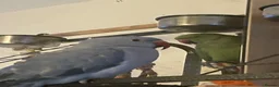 Ringnecks birds for sale: Stunning Blue Female Ringneck Parrot in Uxbridge - Advert 7