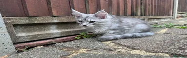 Maine Coon 2