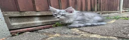 Maine Coon cats for sale: Maine Coon active kittens - Advert 8