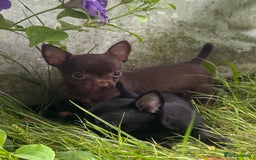Chorkie dogs for sale: Chorkie puppies for forever homes  - Image 16