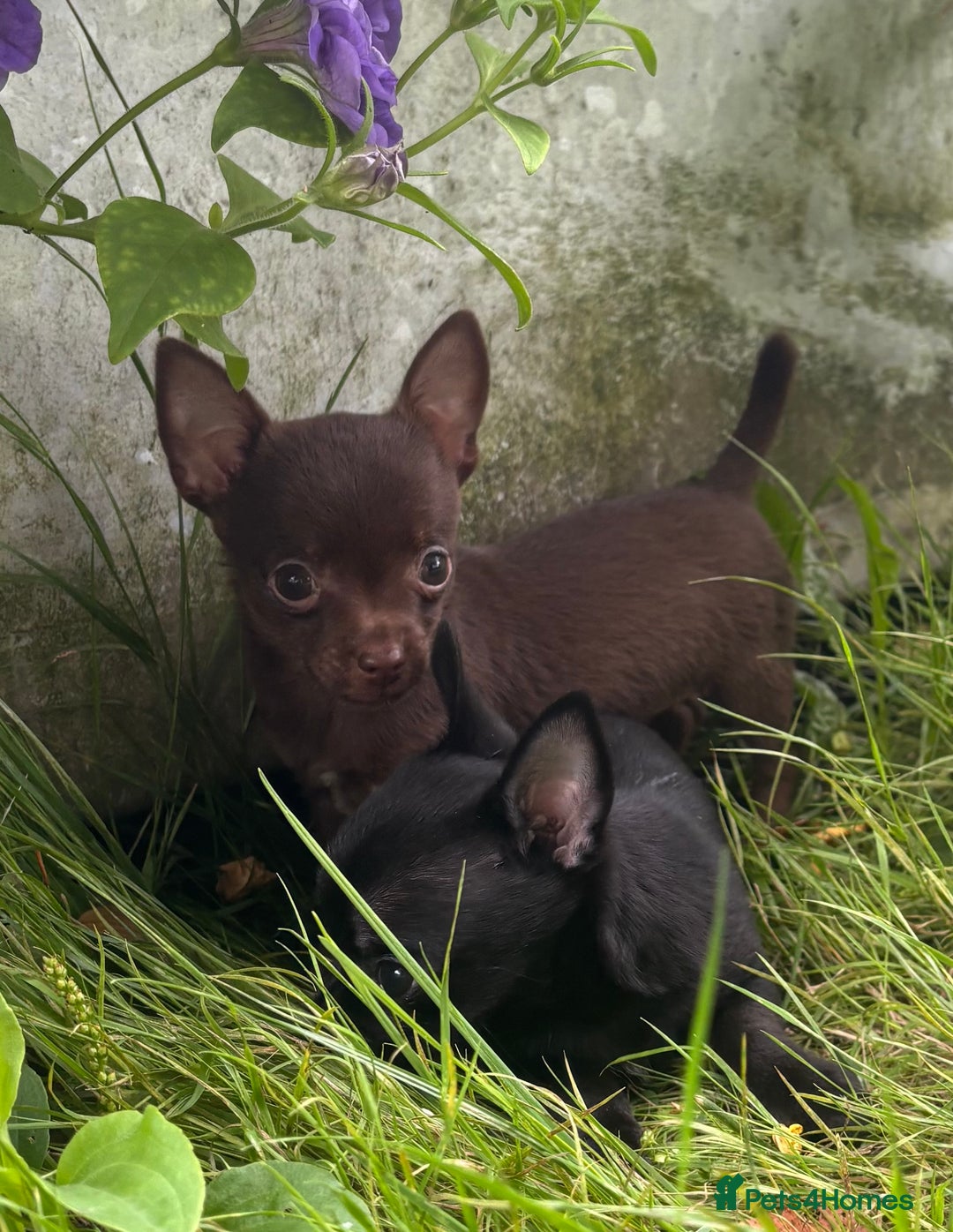Chorkie dogs for sale: Chorkie puppies for forever homes  - Image 16