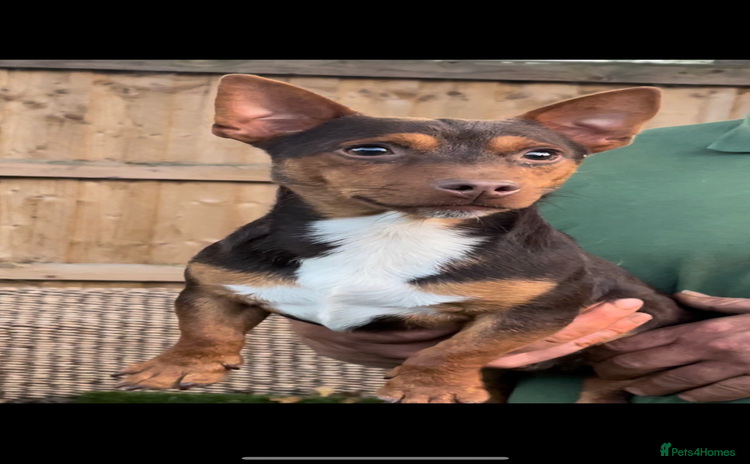 Jack Russell dogs - Advert 1