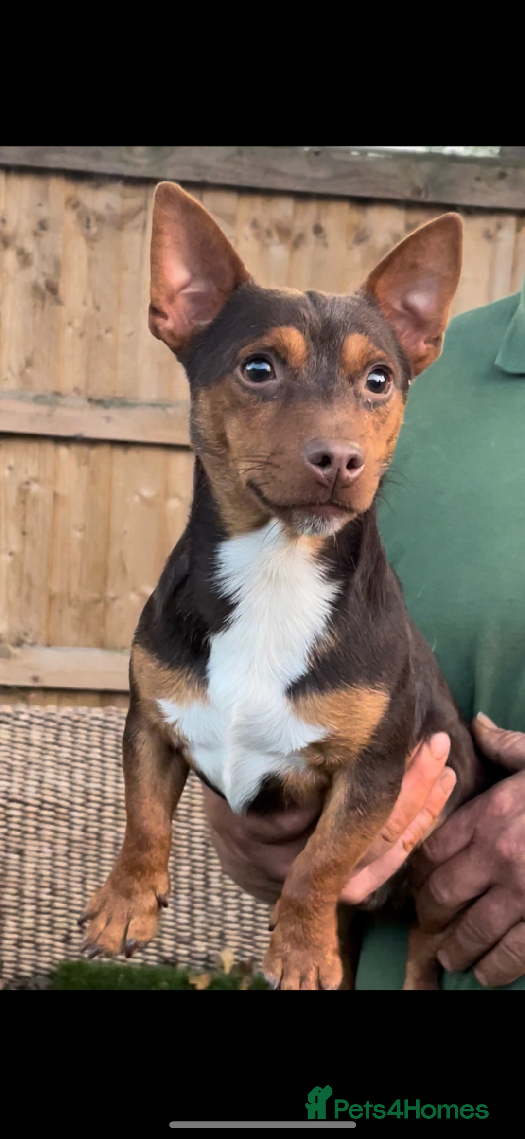 Jack Russell dogs for sale: Gorgeous Jack Russell  - Image 1