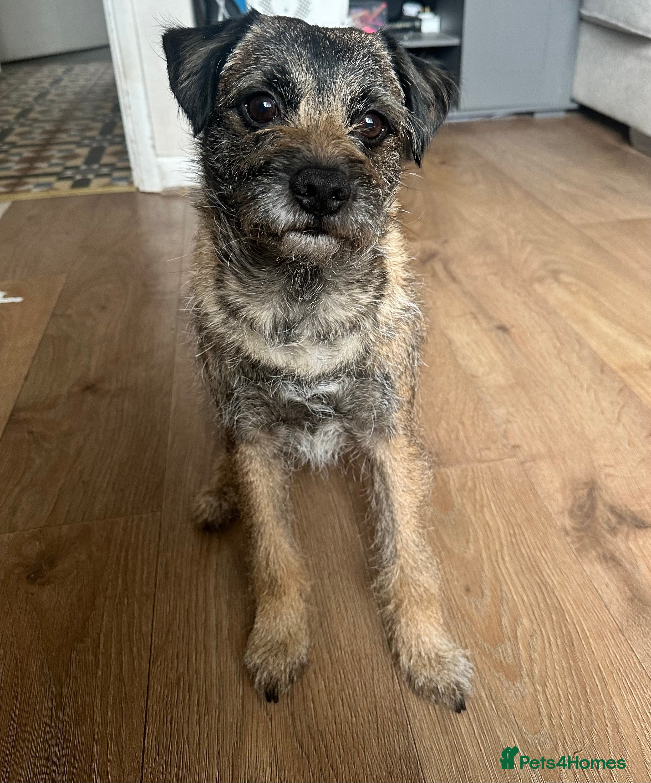 Border Terrier dogs Stunning KC reg quality stud SLEM CLEAR in Kettering - Advert 5