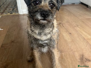 Border Terrier dogs in Kettering - Advert 4