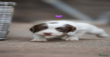 English Springer Spaniel dogs - Advert 14