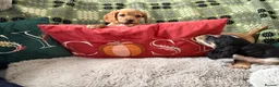 Cockapoo dogs for sale: Cockapoo ready to leave - Advert 10