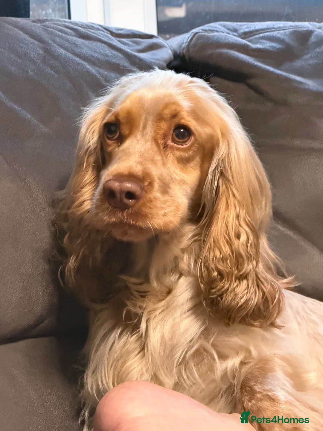 Cocker Spaniel dogs for sale: KC Reg HC beautiful Show Cocker Spaniels Puppies - Advert 1