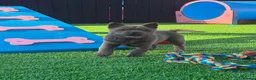 Chow Chow dogs for sale: Stunning Exotic colour chowski puppies for sale - Advert 21