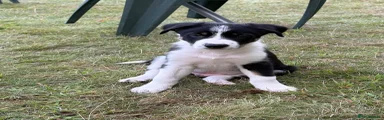 Border Collie 3