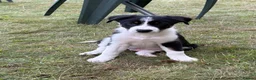 Border Collie dogs for sale: Border Collie puppies  - Advert 8