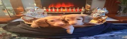 Miniature Dachshund dogs for sale: Champion Line KC Mini Longhair Dachshund Pups - Advert 4