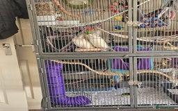 Rat rodents for sale: Rats  - Image 8
